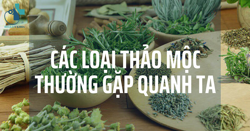 Các loại cây thảo mộc tốt cho sức khỏe