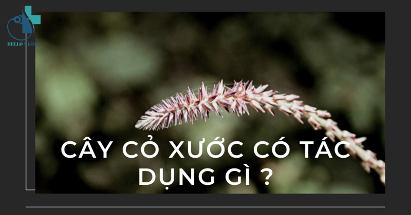 Cây cỏ xước có tác dụng gì?