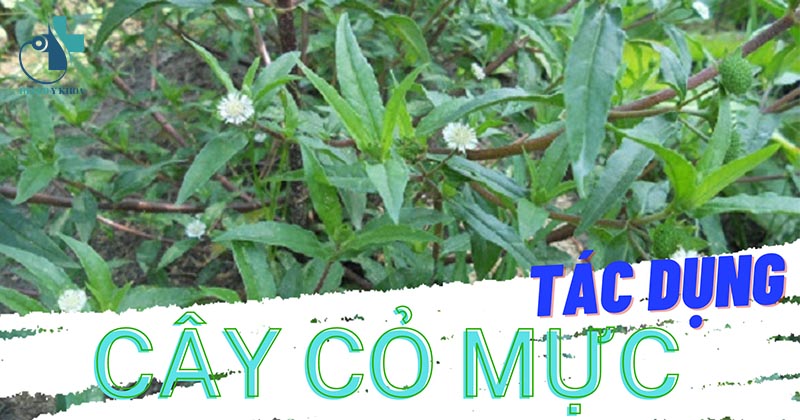 Tác dụng cây cỏ mực