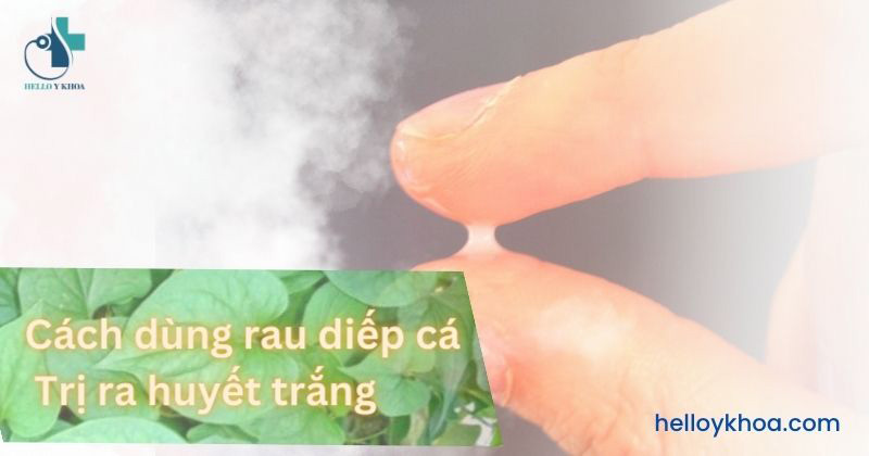 Trị huyết trắng bằng rau diếp cá