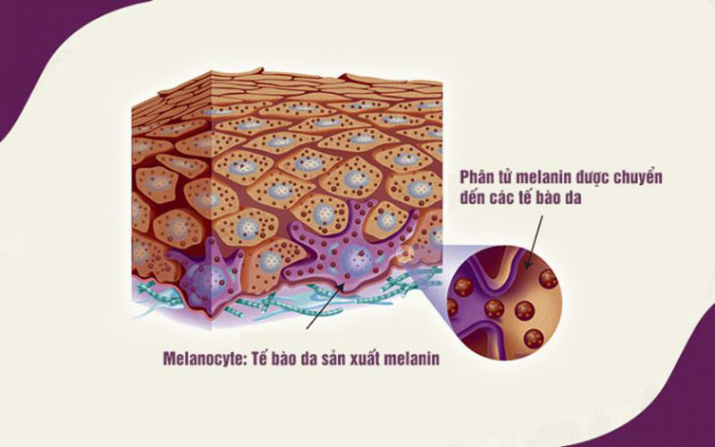 Dấu hiệu nhận biết đồi mồi