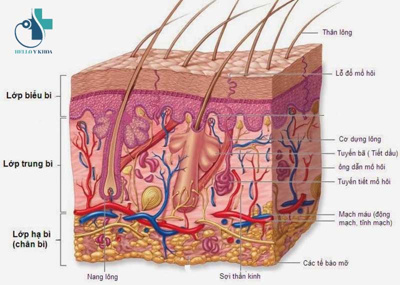 Cấu trúc của da người